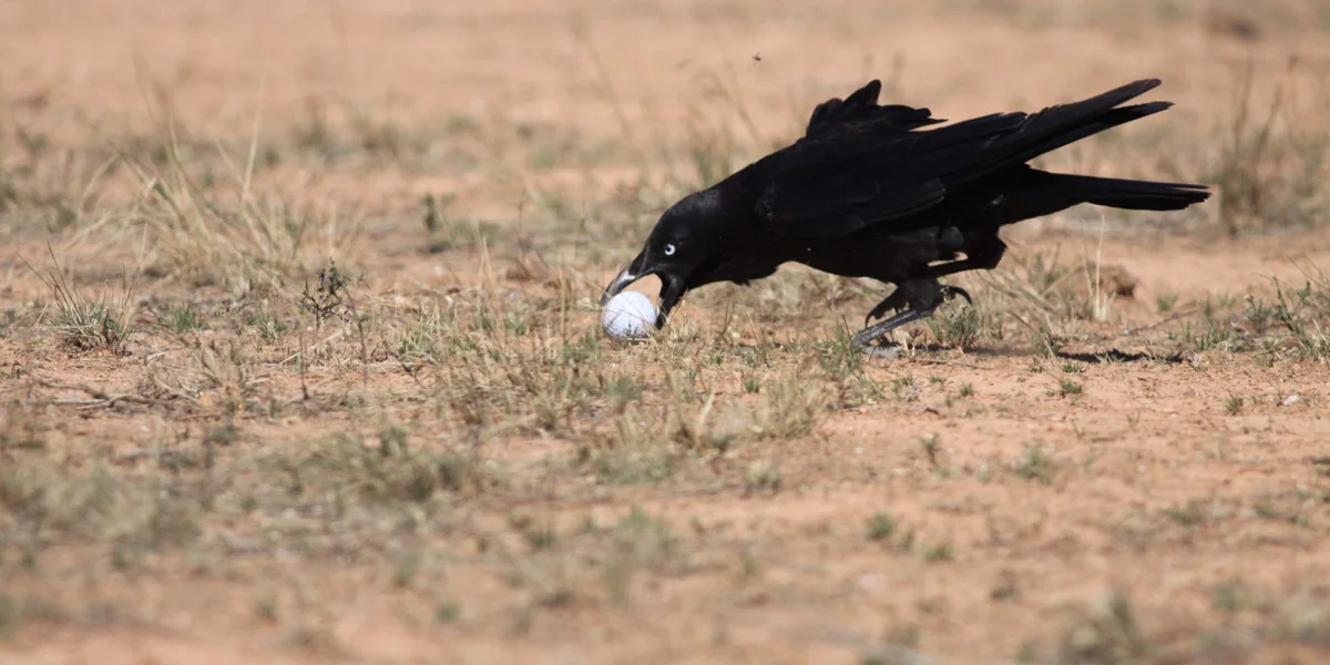 Nullarbor Links Crow Steals Ball at Eucla Hole